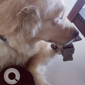 A White Golden Retriever Dog Found from Model Colony, Pune