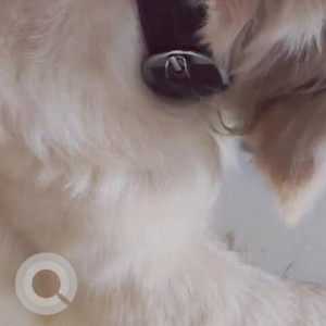 A White Golden Retriever Dog Found from Model Colony, Pune-3