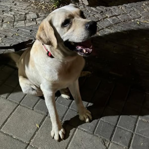 Found: White Male Labrador Dog from PK International School, kunjir chowk, Pimple Saudagar, Pune