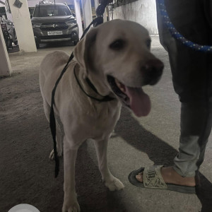 Found: White Male Labrador Dog from Mafia Hotel Chandan Nagar chowk-2