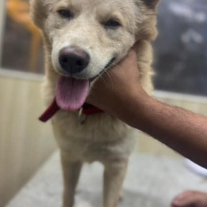 Found: White Male Indie Dog from Haralur Area-2