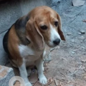 A White-Brown Mix Beagle Dog Found from R K Hegde Nagara, Bengaluru