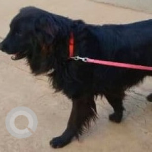 A Black Indie Dog Found from Mowa, Raipur