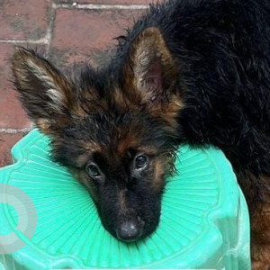 Missing: Black and Brown Male German Shepherd Dog from Kovindaraj nagar, Boy kadai, Porur