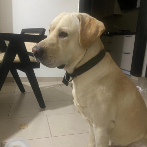 Found: White Male Labrador Dog from Sobha City, Sector 108, Gurgaon