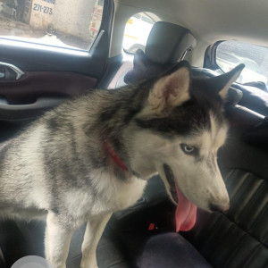 Found: Black and White Male Husky Dog from India Gate