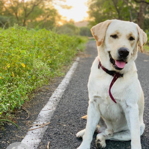 Missing: White Male Labrador Dog from Range Hill Area Khadki