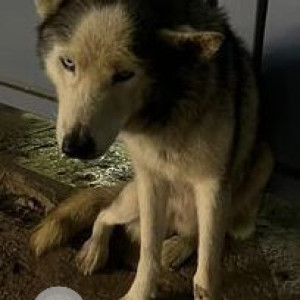 Found: White and Grey Male Husky Dog from Sai Poorna Luxuria Harlur