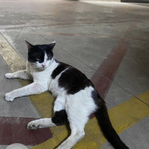 Found: Black and White Male Indie Cat from Bannerghatta Road, Lakkasandra, Yappa Garden, Wilson Garden