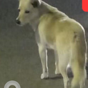 Found: White Female Indie Dog from Ramesh Nagar, Delhi-3