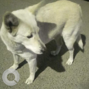 Found: White Female Indie Dog from Ramesh Nagar, Delhi-2