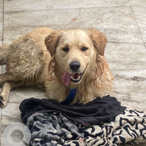 Found: Brown Male Golden Retriever Dog from Sector 31, Gurgaon