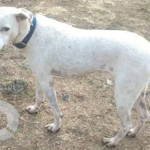 Missing: White Female Indie Dog from Ghod Bander Road, Thane-2