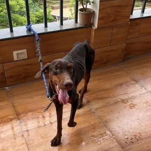 A Black and Brown Doberman Dog Found from Ambegaon Budruk, Pune
