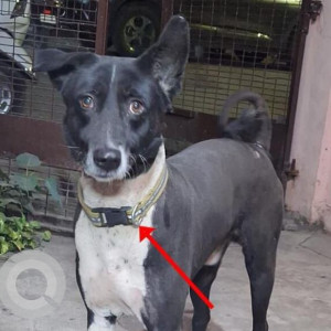 Missing: Black and White Male Indie Dog from EA/131/1, Tagore Garden