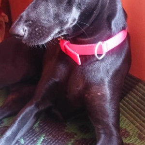 Missing: Black Female Indie Dog from Kabbalu Village, Channapatna Taluk-2