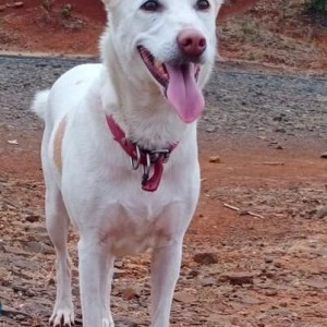 A White Indie Dog Missing from Kothrud, Pune