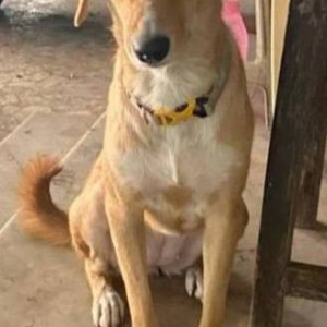 Missing: Brown Female Indie Dog from Thane, Charai