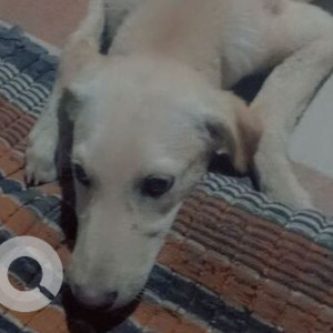 Missing: White Male Indie Dog from Jhotwara, Jaipur