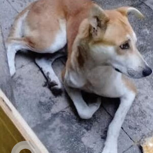 Brown Male Indie Dog is Missing from Moraya colony, sant Tukaram nagar, near Shramajivi Highschool, Bhosari