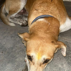 Brown Male Indie Dog is Missing from Moraya colony, sant Tukaram nagar, near Shramajivi Highschool, Bhosari-2