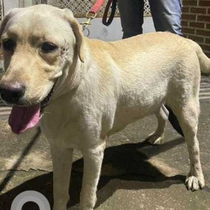 Found: Golden Male Labrador Dog from Ulhasnagar