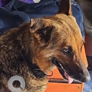 Missing: Black and Brown Female German Shepherd Dog from Nehru Park in Delhi-2