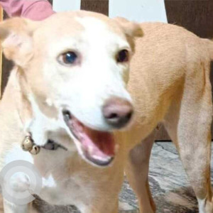 Missing: White-Brown Mix Female Indie Dog from Gurudwara Walhekarwadi road