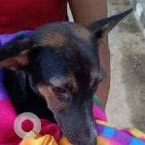 Missing: Black and Brown Male Indie Dog from Kali Mandir Path, Nalapara-2