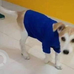 White-Brown Mix Female Indie Dog is Missing from Rajiv Nagar, Choodasandra Near KSRP Training Centre-2