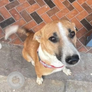A White-Brown Mix Indie Dog Missing from Kengeri Satellite Town, Bengaluru