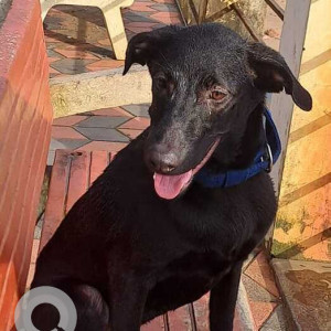 Found: Black Male Indie Dog from Bogmalo beach