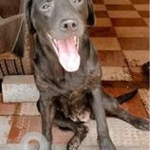 Found: Black Female Labrador Dog from Vineeth woods madel, Thivim Goa-2
