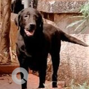 Found: Black Female Labrador Dog from Vineeth woods madel, Thivim Goa