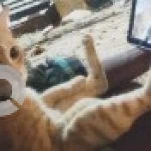 A Orange Ginger cat Cat Missing from Gandhinagar, BENGALURU-2