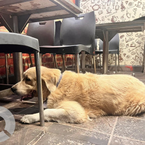 Found: Golden Male Golden Retriever Dog from Axis bank, Vasco-2