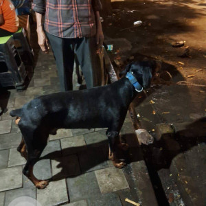 Found: Black and Brown Male Doberman Dog from Seven Bungalows, Versova, Andheri, Mumbai-2
