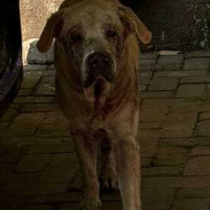 Found: Brown Male Labrador Dog from Madhukosh Society, Dhayari