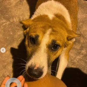 A White-Brown Mix Indie Dog Missing from Kengeri Satellite Town, Bengaluru-2