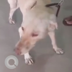 Missing: White Male Indie Dog from Eplro mall gate , Chinchwadgaon-2