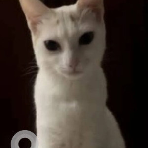 A White Indie Cat Missing from Murugeshpalaya, Bengaluru-3