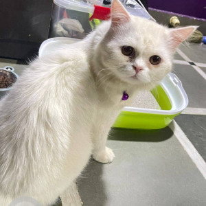 Found: White Female Persian Cat from Chincholi Bunder Near Ganesh Mandir-2