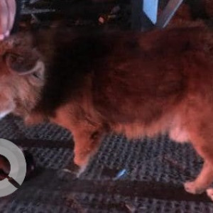 Found: Brown Male Indie Dog from Hiranandani, Akshaya Nagara, on the DLF side-2