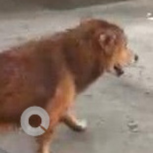 Found: Brown Male Indie Dog from Hiranandani, Akshaya Nagara, on the DLF side-3