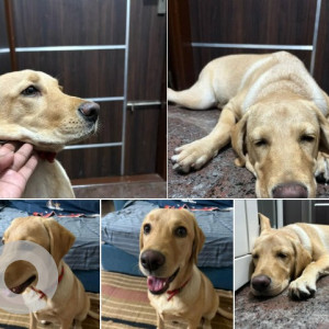 A Golden Labrador Dog Found from Kothnur, Bengaluru