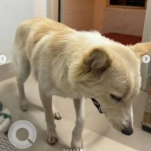 A White Spitz Dog Found from Subramanyapura, Bengaluru-3