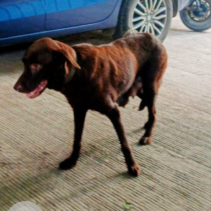 Missing: Brown Female Indie and Labrador cross Dog from Building C4, Nirmal Township, Kalepadal Rd, Sasane Nagar, Hadapsar