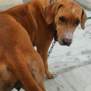 Found: Brown Female Indie Dog from Xu 2, Greater Noida