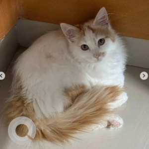 A White-Brown Mix Persian Indie mix Cat Missing from TWIN park, sector 3, HSR Layout, Bengaluru
