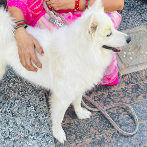 A White Indian Spitz Dog Missing from Gokulpura, Jaipur-2